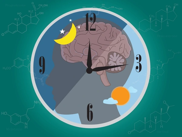Energy flow diagram illustrating natural rhythm patterns throughout the day